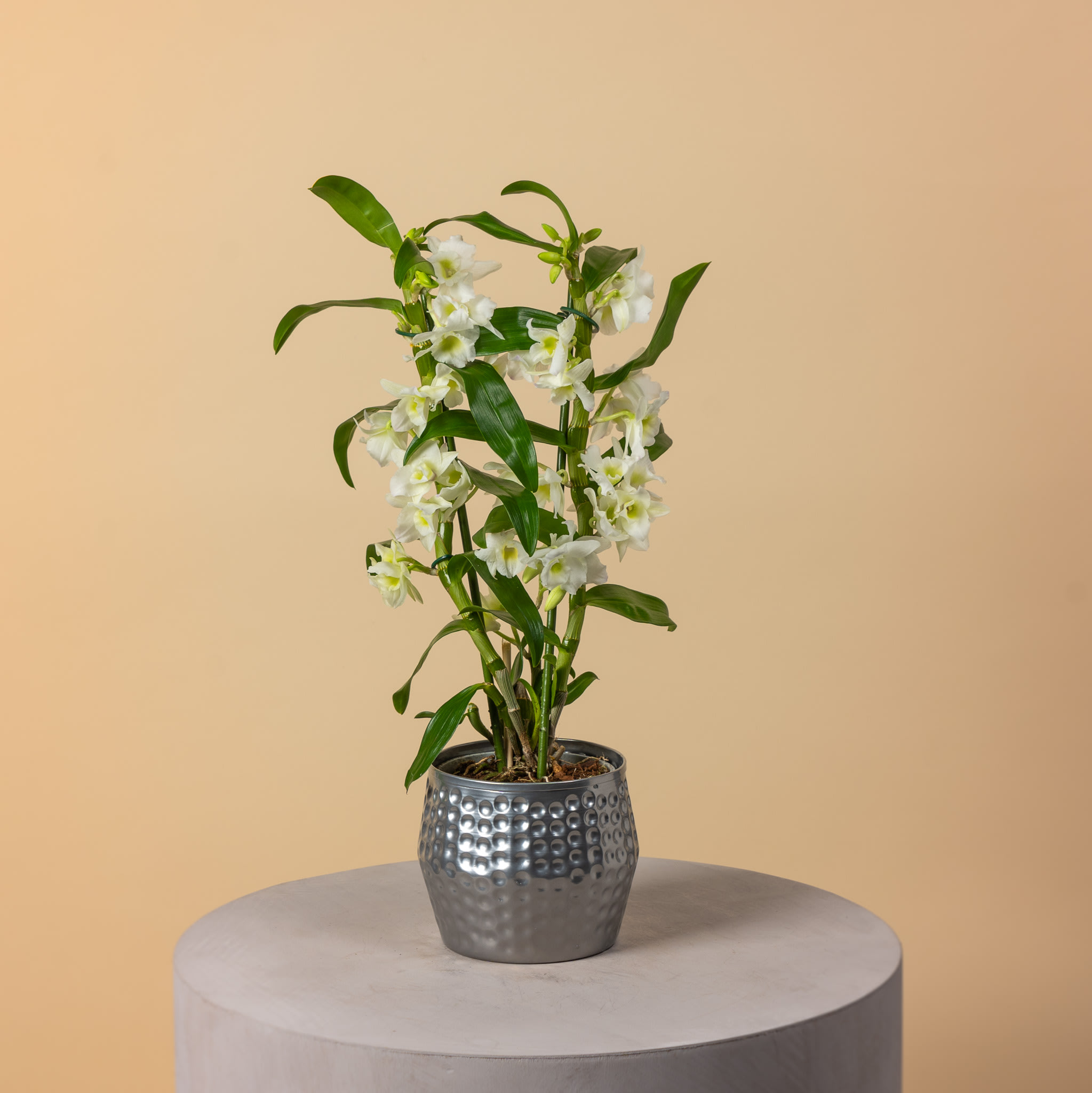 Dendrobium Orchid Care Tips for Caring Dendrobium Orchids