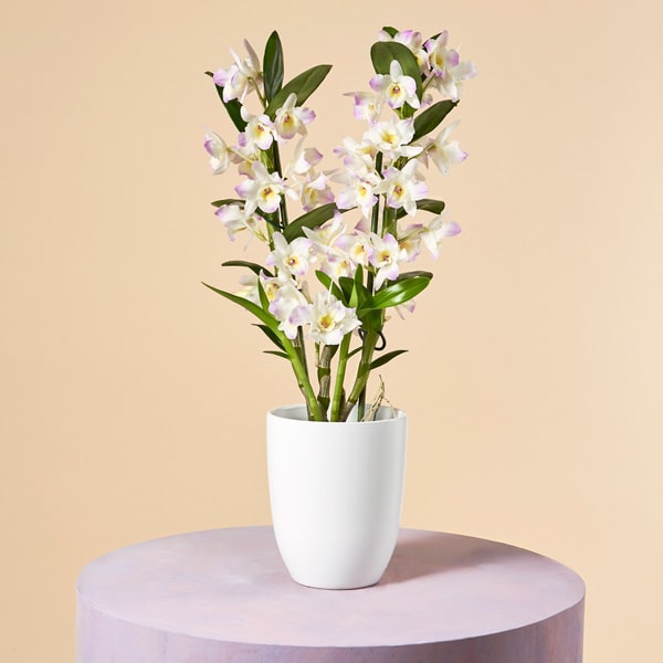 Dendrobium Orchid Care Tips for Caring Dendrobium Orchids
