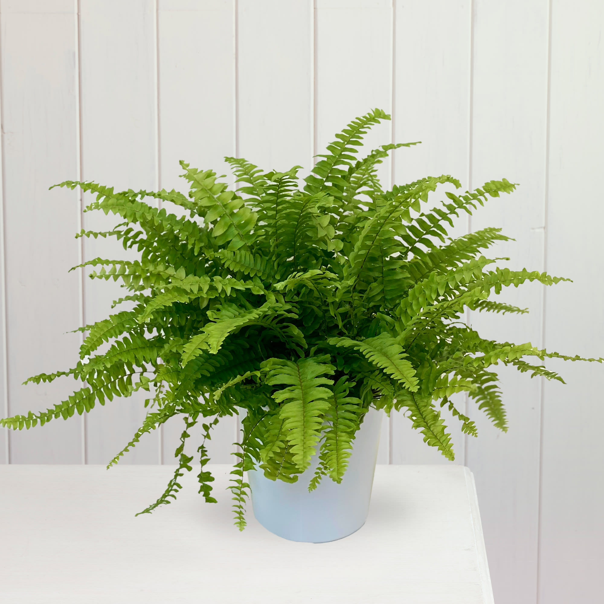 Sword Fern (Nephrolepis) Plant Care Guide