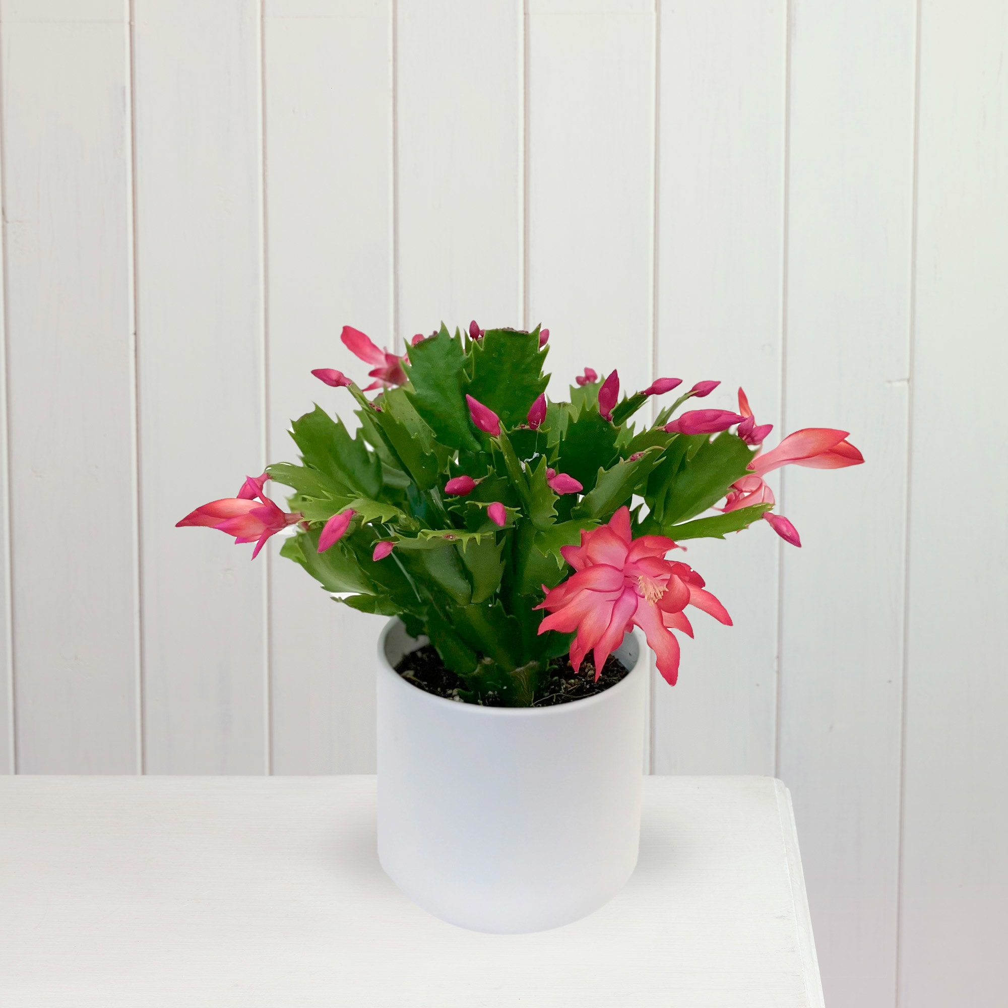 Christmas Cactus (Schlumbergera Bridgesii): Plant Care Guide