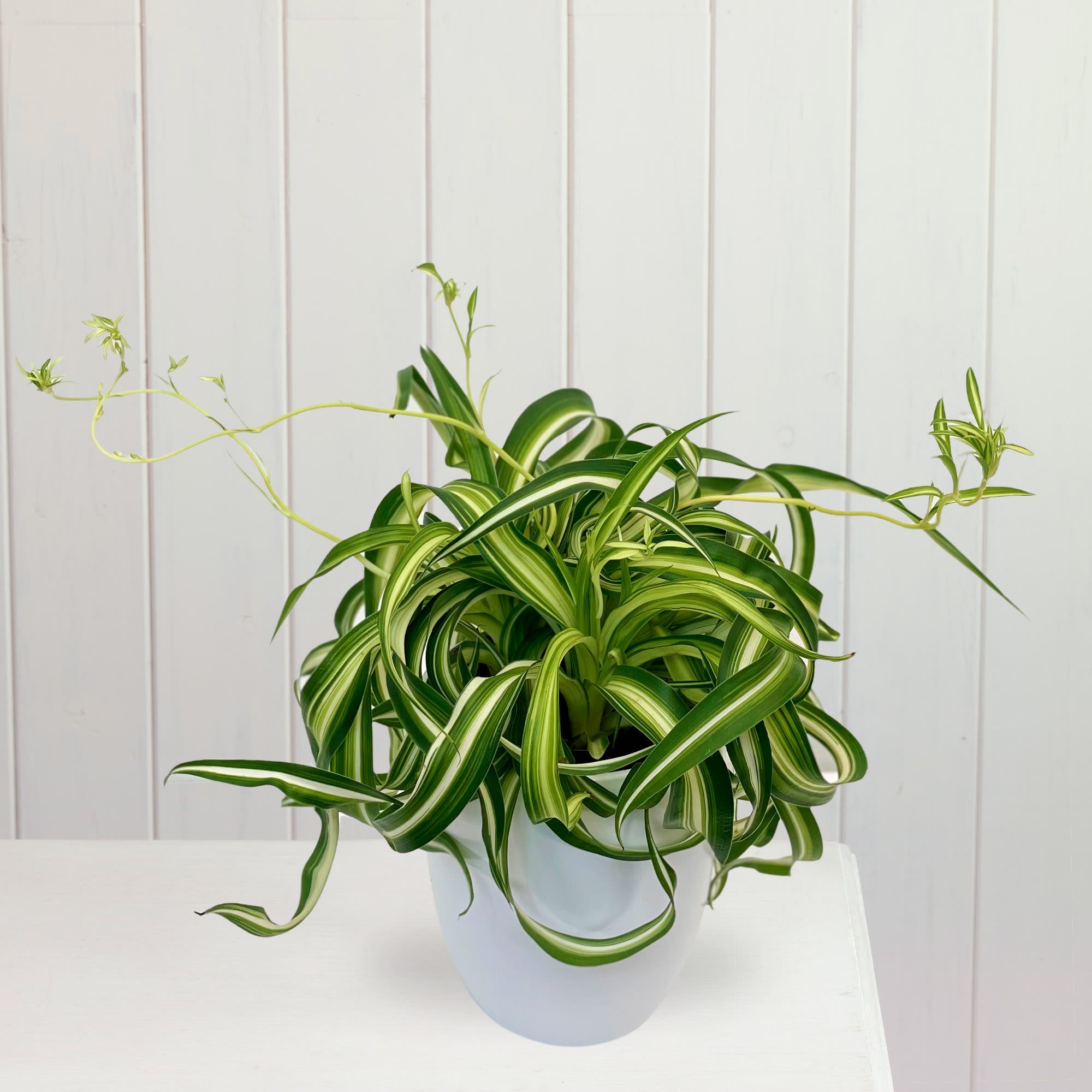 Spider Plant (Chlorophytum Comosum): Care Guide