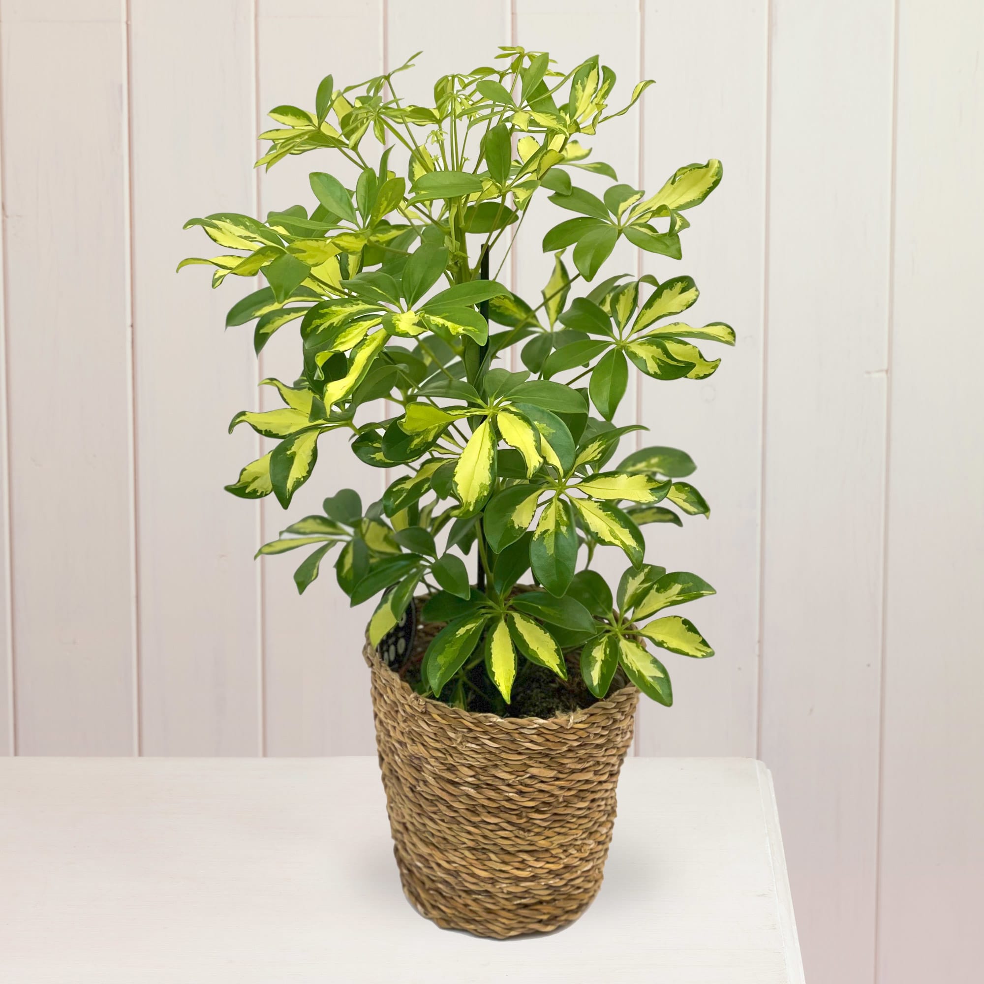 Care For A Schefflera Plant