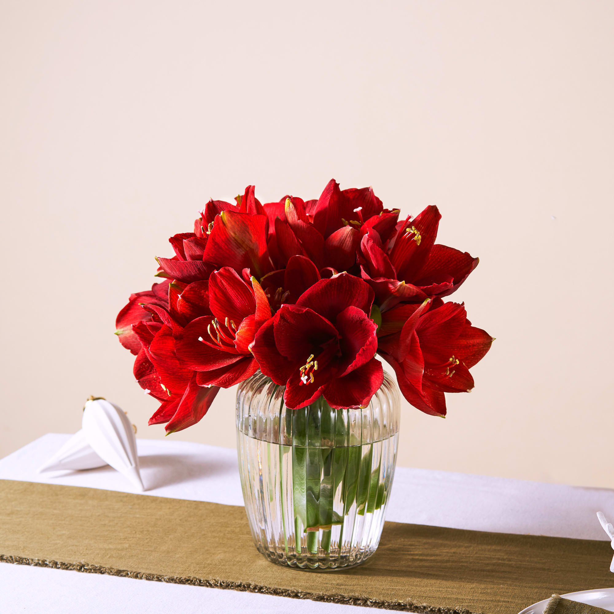 Top Christmas Flowers and Plants to Gift this Year Pollen Nation