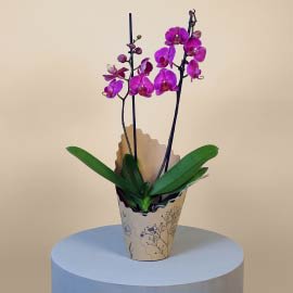 Phalaenopsis Orchid