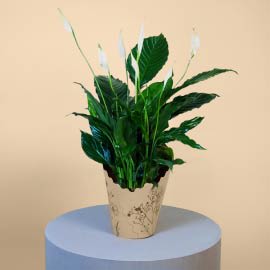 Peace Lily