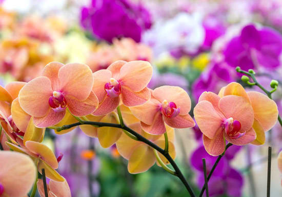 vibrant phalaenopsis orchids