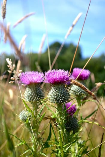 thistle