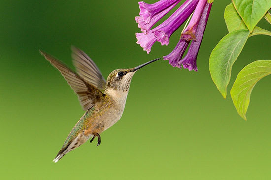 hummingbird