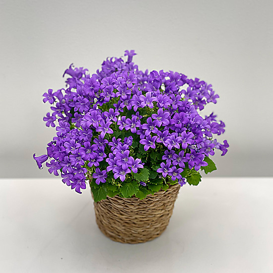 Violet Campanula image