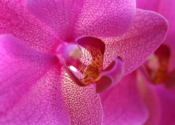 a woman fresh flowers from courier
