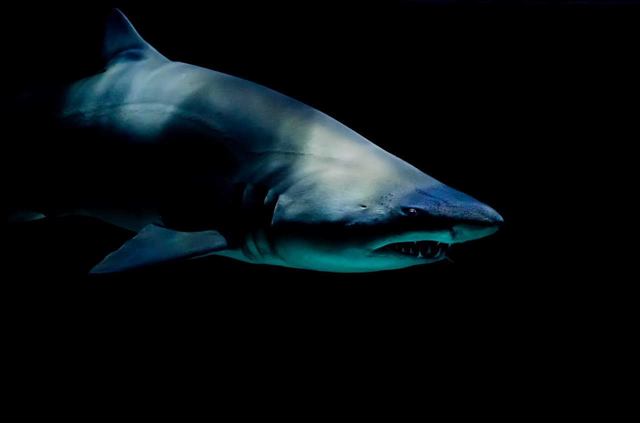 7 Fakta Menarik Seputar Hiu Megalodon, Hewan Purbakala Predator Buas
