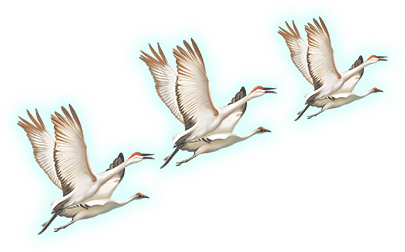 bird