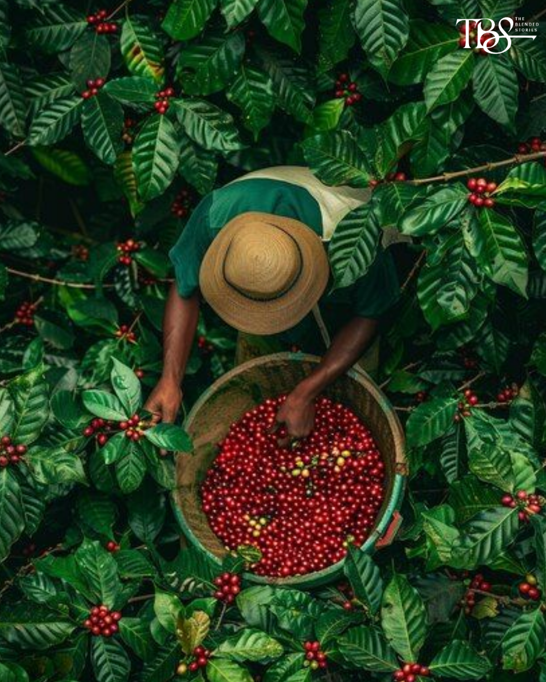 Coorg Coffee - Indian coffee is increasingly being discussed by origin, not just roast.