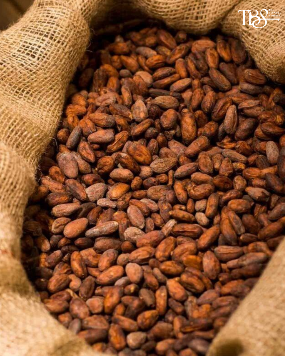 Single-Origin Cacao - A growing chocolate culture is putting Indian terroir on the label.