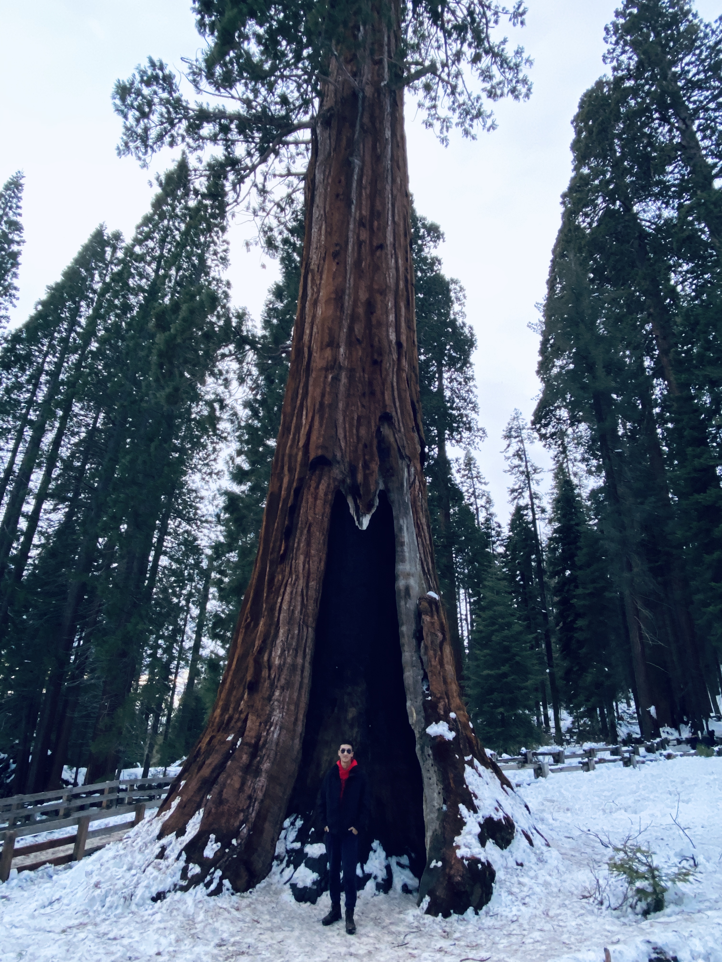 Sequoia · 被误认为General Sherman Tree的某棵树
