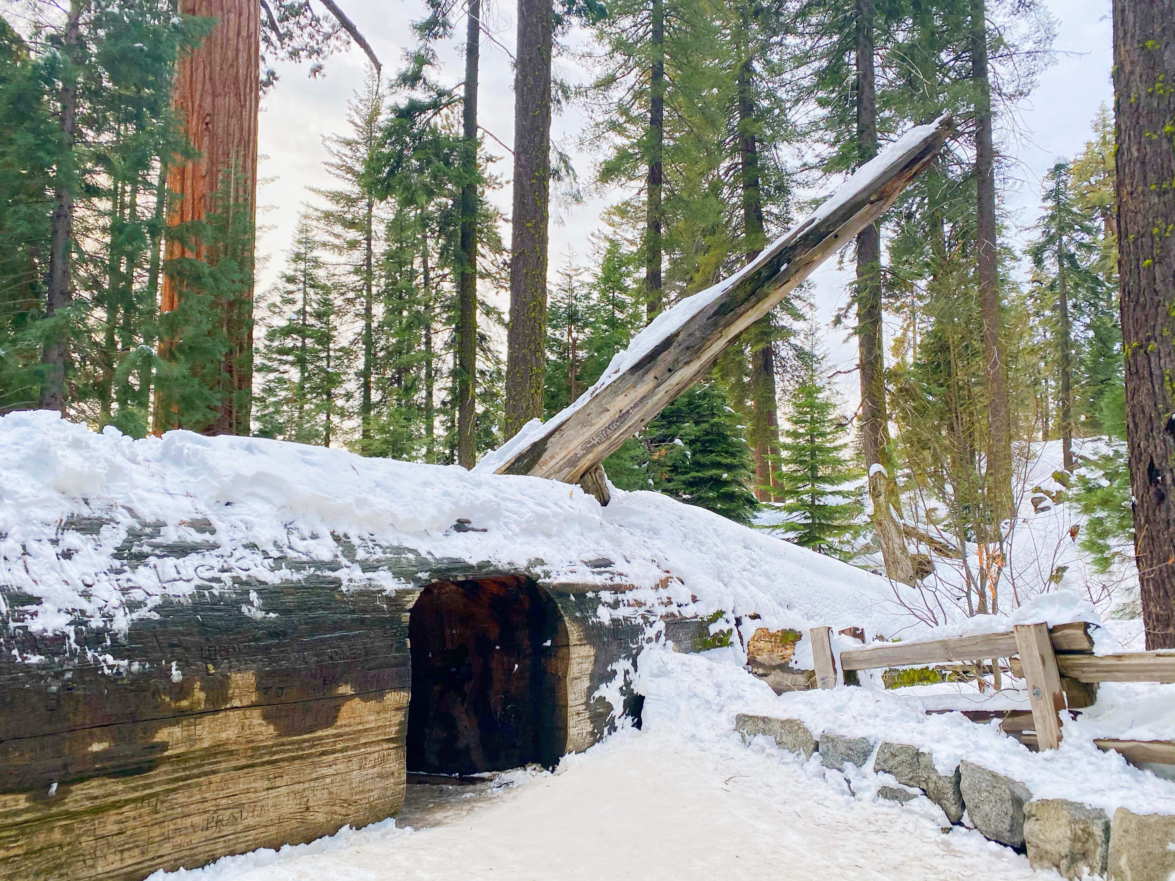 Sequoia · Mini tunnel log