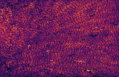 "Bacteria, everywhere" by Julien Luneau, University of Lausanne