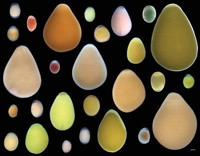 "Kaleidoscope of Biodiversity" by Grégoire Vernaz, University of Basel