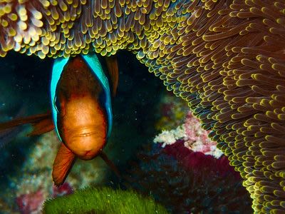 "Clownfish hide and seek" by Gabriele Sciamma, University of Neuchâtel