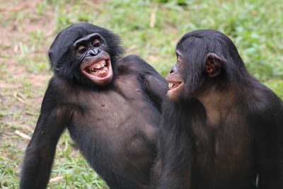 "Bonobo Brotherhood" by Lara Zanutto, University of Zurich