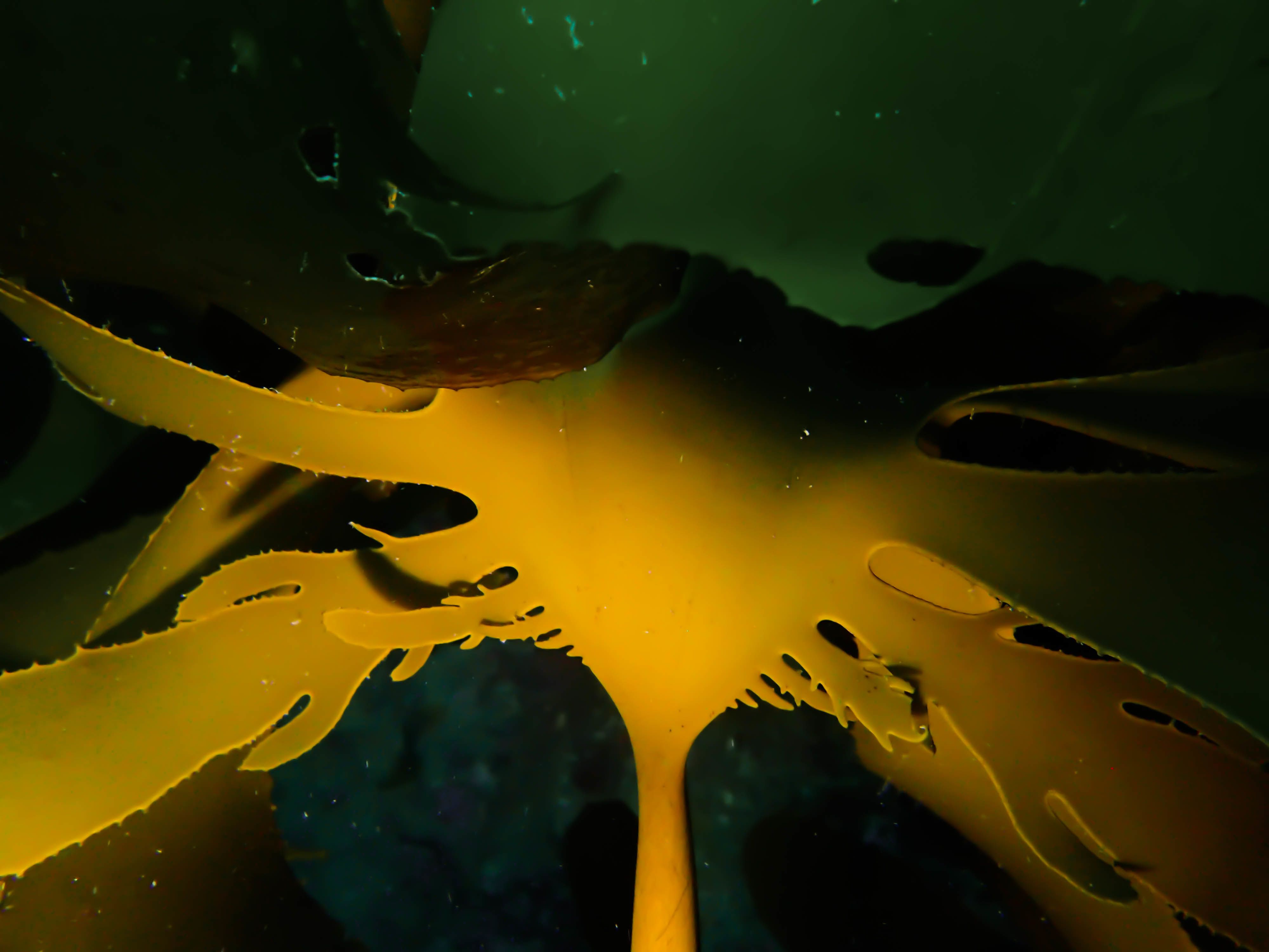 Ecklonia Kelp Jeju