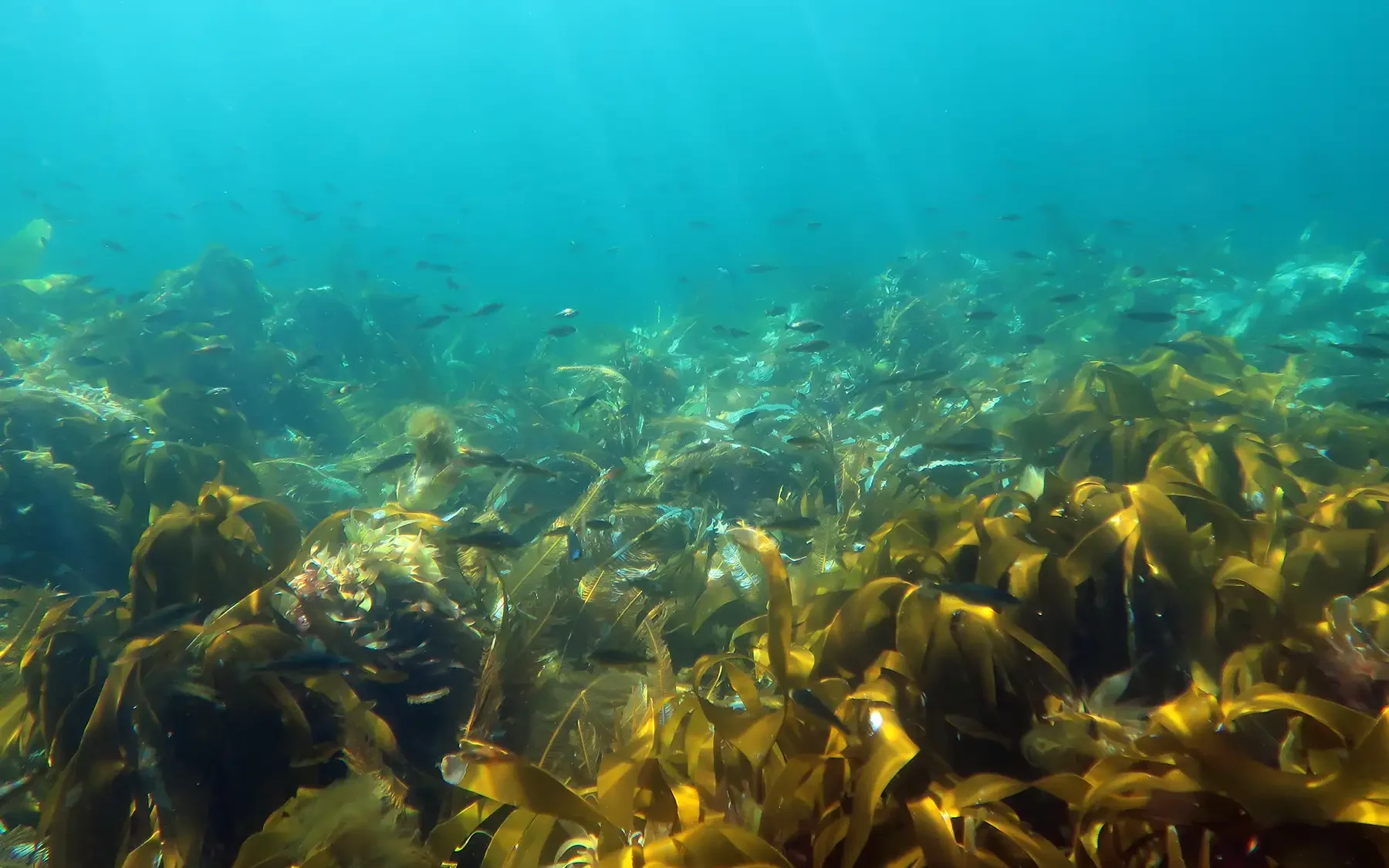 Kelp Forest Attributes