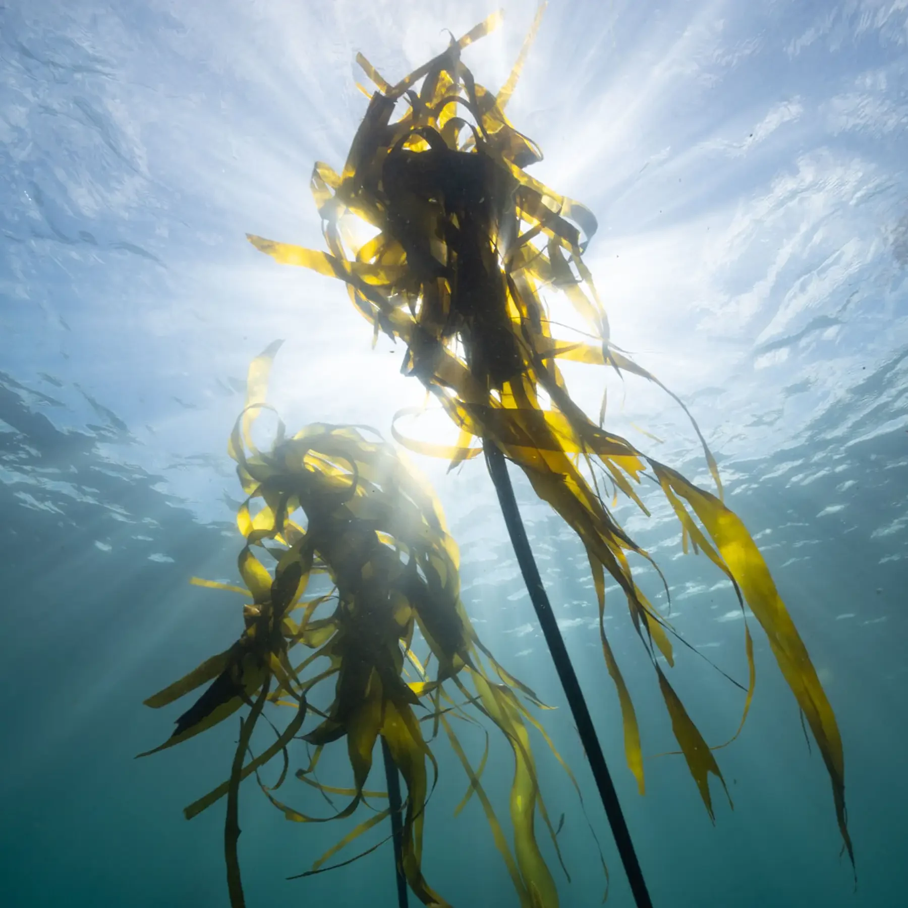 Monitoring the physical parameters of the ocean as well as related stressors