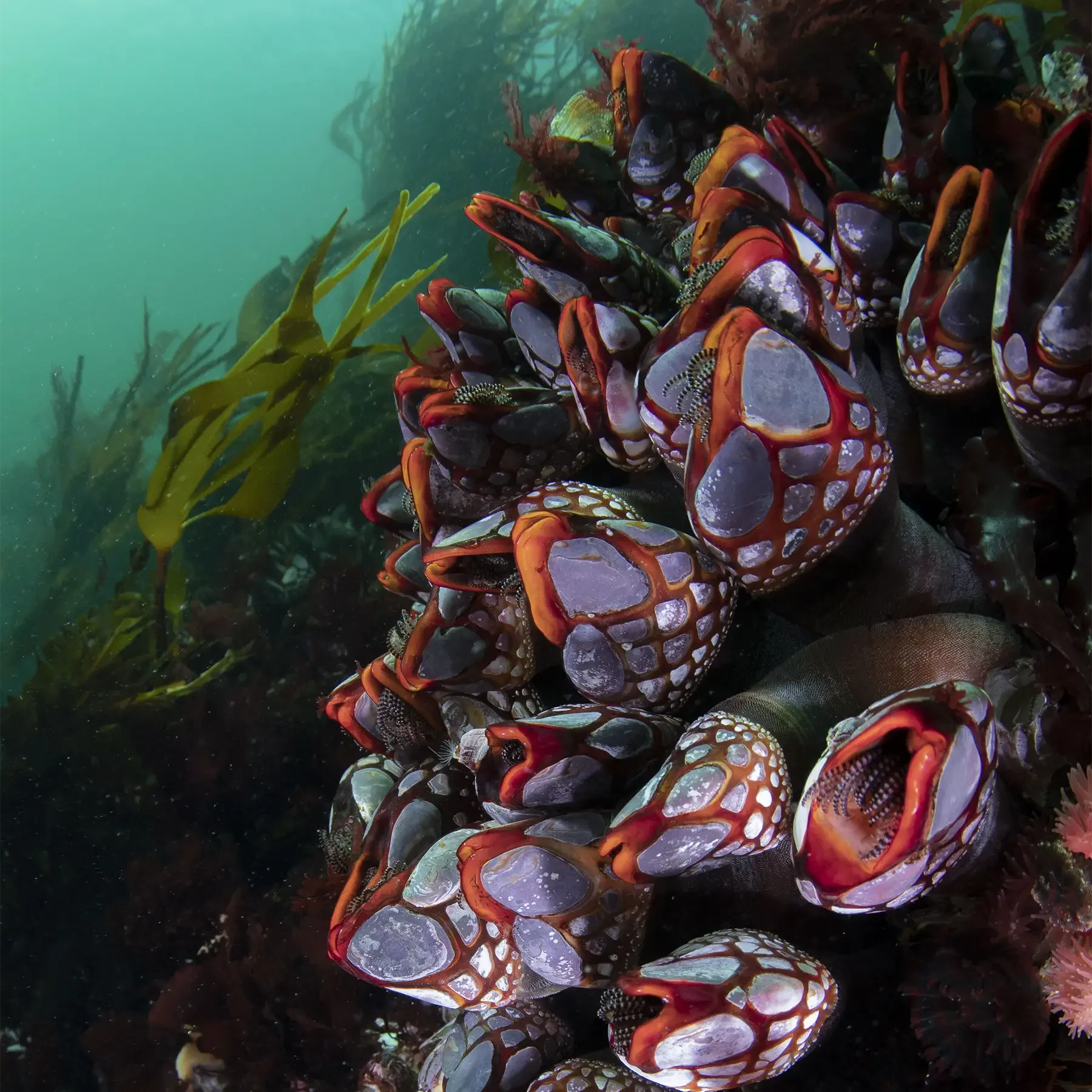 As key marine habitats along approximately 36% of the world’s coastlines (Figure 1, Jayathilake & Costello, 2021), kelp forests support immense biodiversity [1](/citation/mon-2024-1/), have cultural significance to many Indigenous Peoples and coastal communities, and influence the chemical and physical characteristics of coastal ecosystems [2](/citation/mon-2024-2/). 