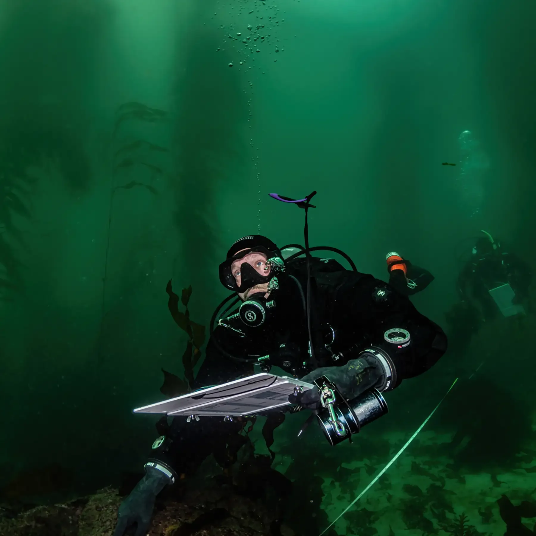 Sampling transects and quadrats