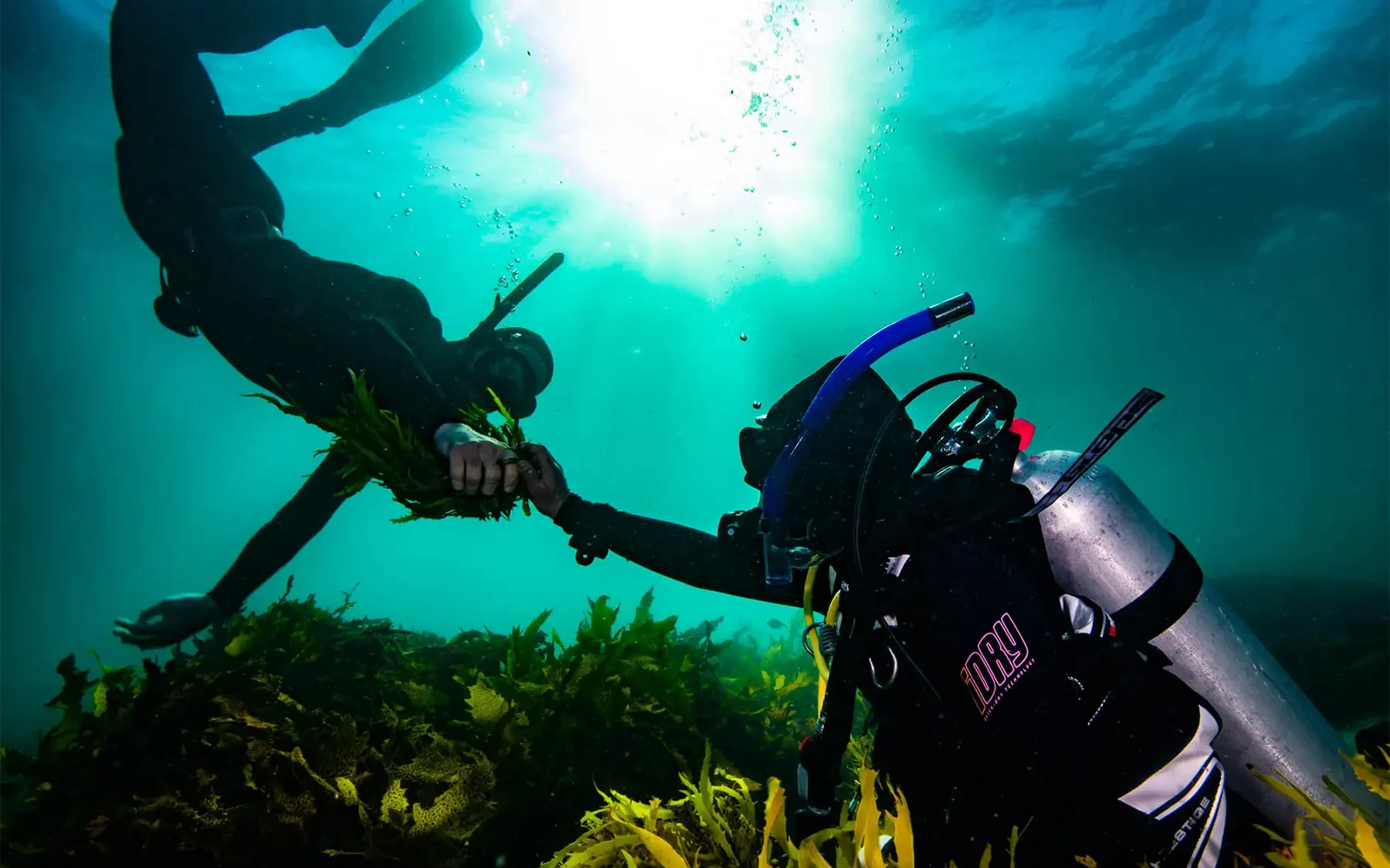 ## 3.1 Key Takeaways

1. Kelp restoration is a relatively new field compared to other ecosystem restoration projects.
2. The amount of kelp forest area restored around the world is accelerating.
3. Government-level support has led to successful restoration projects in Japan and Korea.
4. The world has restored approximately 2% (~19,000 ha) of the Kelp Forest Challenge target of one million hectares.
5. The best predictor of successful restoration is proximity to an existing forest, and the priority should always be to restore a kelp forest before it disappears.