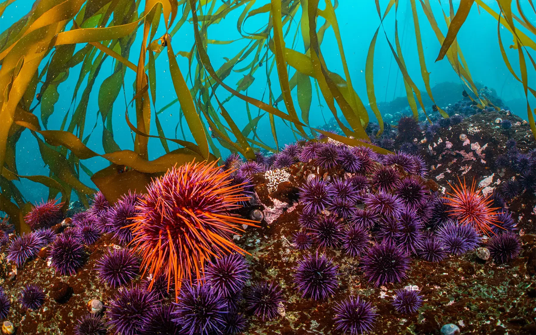 ## 4.1 Key Takeaways

1. Most countries need to significantly increase the amount of protected kelp forest habitat over the next six years to meet their 30x30 commitments to the Global Biodiversity Framework.
2. Current data show that 16% of kelp forests are under some form of protection, but only 1.6% of kelp forests are in highly protected areas.
3. Increasing the area of kelp protected should be achieved through a combination of highly protected areas, sustainably managed areas, and traditionally managed areas.
4. 6.8% of areas are not classified in IUCN categories, and few MPA areas overall have been assessed to determine whether or not fishing is adequately managed. Addressing these gaps is a priority.
5. Protection must balance the need to limit activities like fishing while sustaining local cultures and livelihoods.