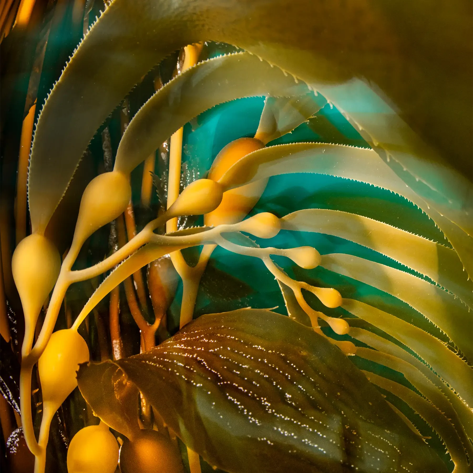 The dissemination and consolidation of knowledge are critical for advancing efforts and ensuring sustainable practices in kelp restoration. Projects are often led by scientists, resulting in lessons buried within academic literature and creating barriers for practitioners, rights holders, policymakers, and the public. To bridge this gap, the global community has coalesced in recent years around products and working groups. Sharing resources through open-access platforms and centralised repositories ensures that valuable insights, from both successes and failures, foster a realistic understanding of restoration processes, and ultimately accelerate the collective learning curve and enhance effectiveness of restoration projects. 

Below, we share a non-exhaustive list of some of the main resources available to kelp practitioners today.