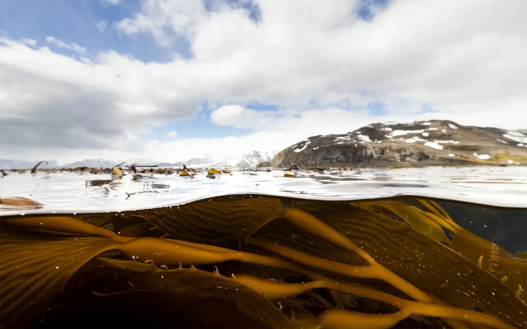## 7.1 Key Takeaways

1. Together, there are 25 countries with significant kelp forest populations.
2. By area, five countries: Canada, the United States of America, Russia, United Kingdom contain over 50% of globally estimated kelp habitat.
3. In the Southern hemisphere, Australia, New Zealand, Chile, and Argentina have the most kelp habitat (278,000 km2 collectively).
4. Estimating the potential kelp area will always create higher numbers than the observed kelp forest.
5. Improving country-level maps of kelp forest habitat is a key priority.