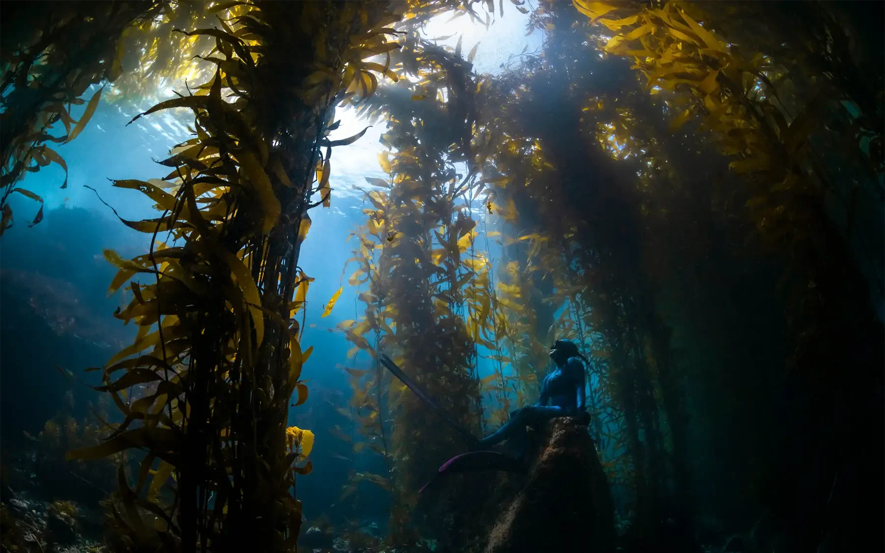 ## 1.1 Kelp Forests

As an ecosystem, kelp forests occupy a unique intersection. 