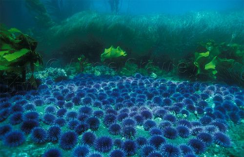 Kelp forests provide greater ecosystem benefits – A meta-analysis of 55 studies across 14 countries found that kelp forests consistently...