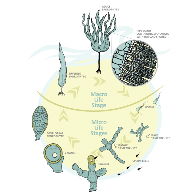 Despite underpinning entire polar and temperate coastal ecosystems, kelp is rarely examined in standard ecotoxicology test batteries, and no universally...