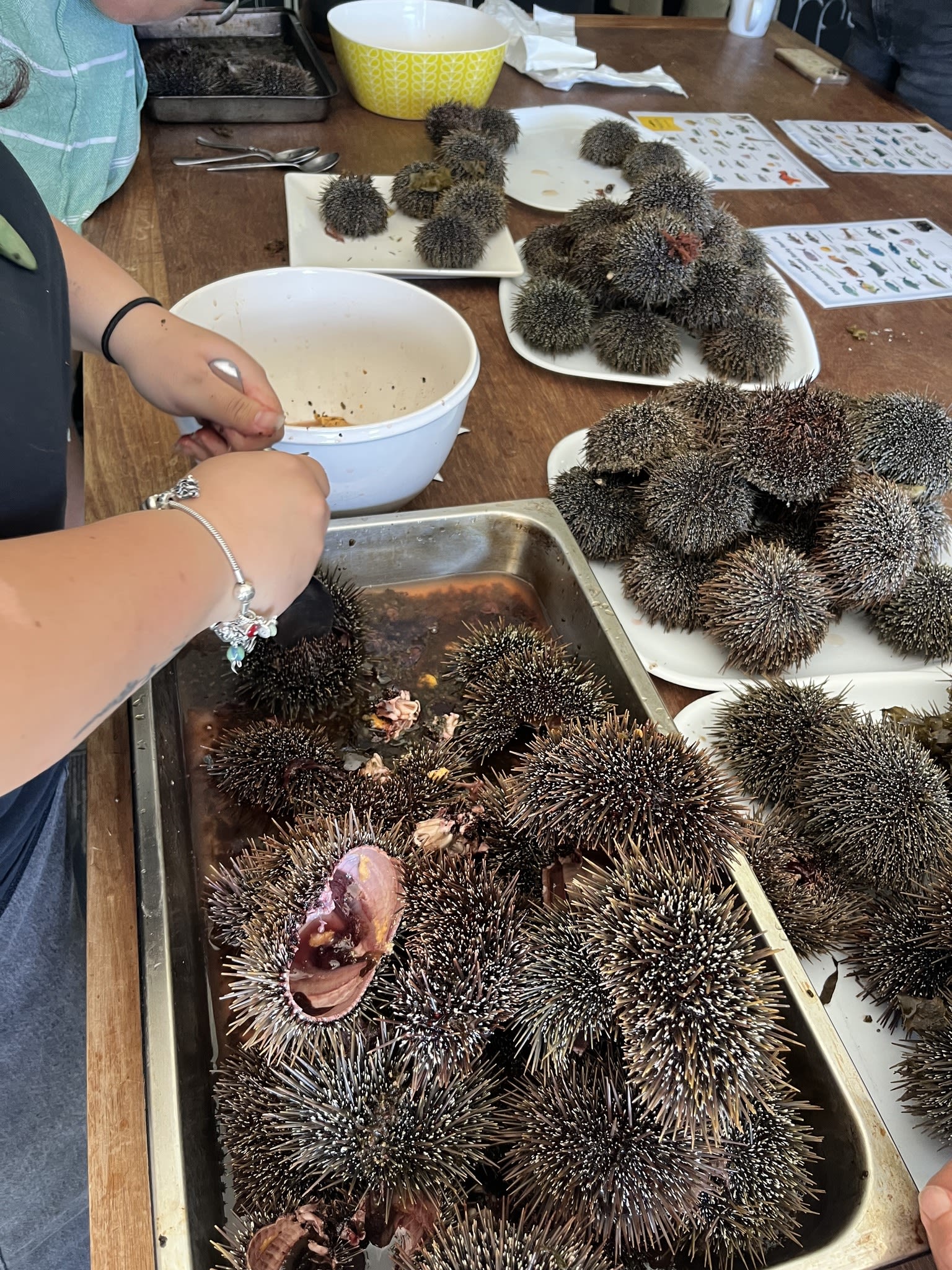 Community harvest of kina (sea urchins) as part of the Waiheke Marine Project kelp gardening restoration.
- Photo by Waiheke Marine Project