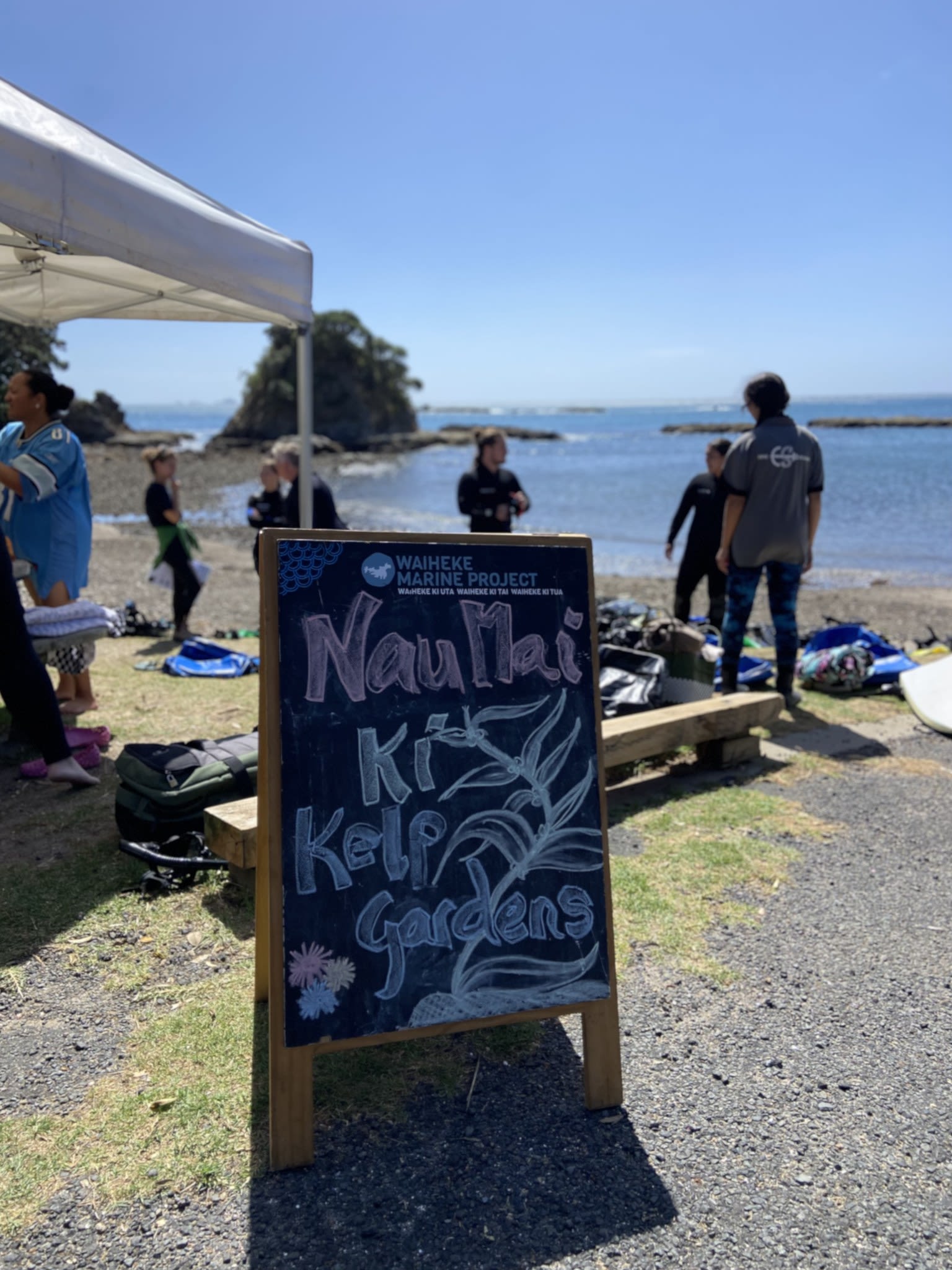 Waiheke Marine Project kelp gardening restoration site.
- Photo by Waiheke Marine Project