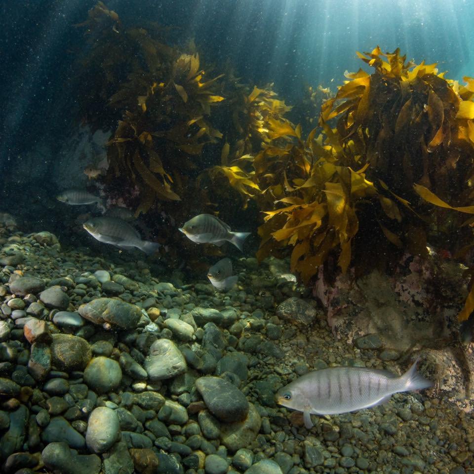 Ecklonia radiata forests of Waiheke Island.
- Photo by Waiheke Marine Project