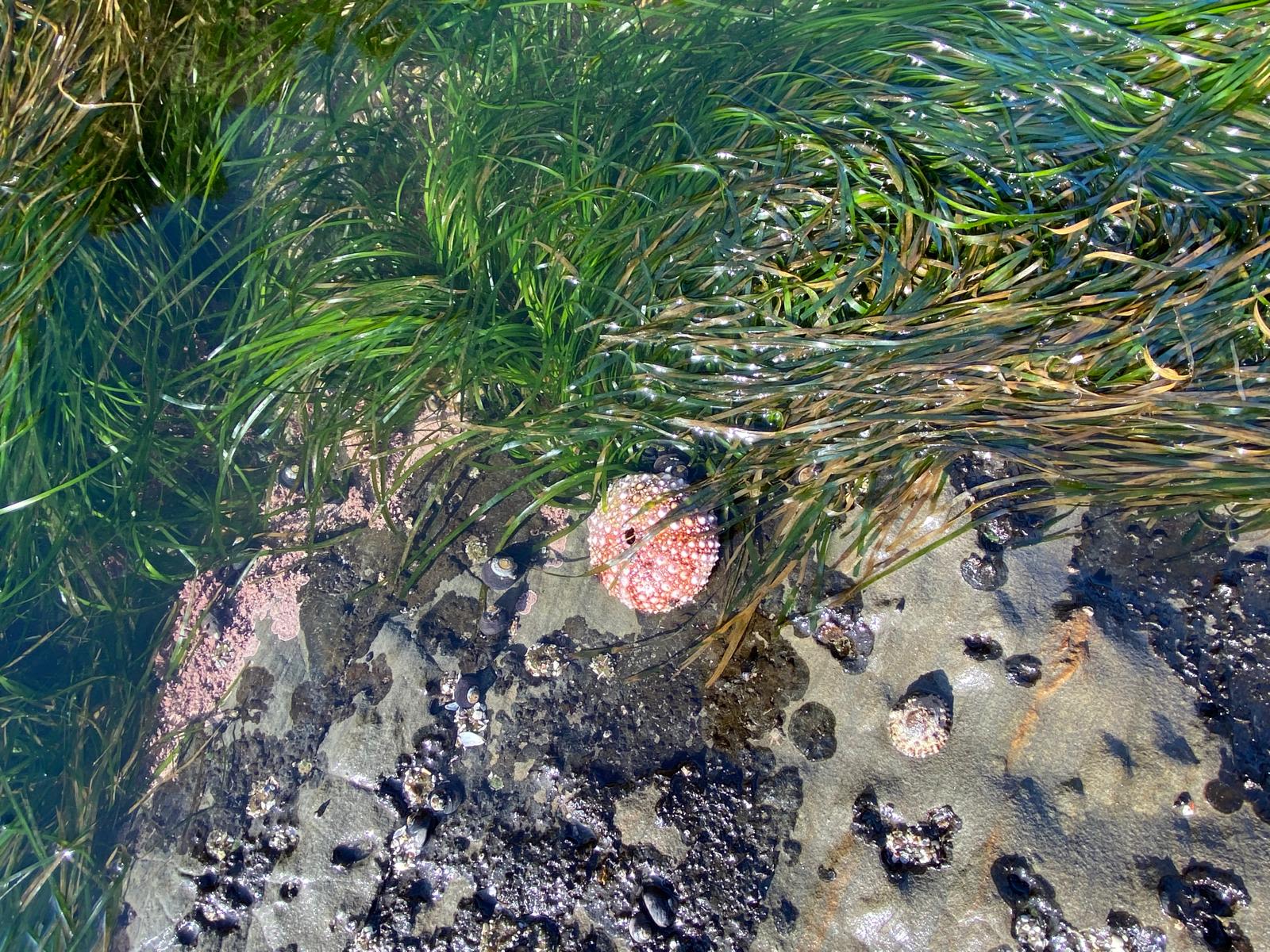 Intertidal gardens of Cape Arago, in the homelands of the Coquille Nation.
- Photo by Shelley Estes
