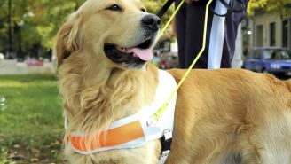 6 service dogs to the rescue