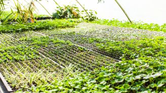 The insider’s guide to healthy Hawaii: growing your own groceries