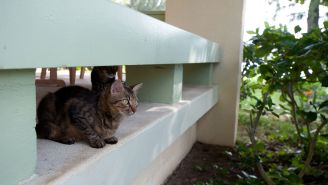 Hawaii’s Feral Cats Could Harm Your Health