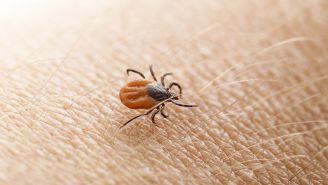 Is it Lyme disease, or something else?