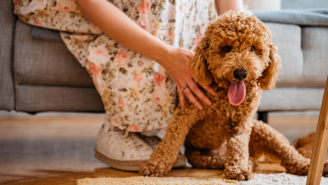 That labradoodle may not be hypoallergenic after all