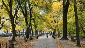 The Health Benefits of Parks and Green Spaces 