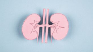 A guide to the kidneys for people with diabetes