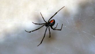 What to do if you have a spider bite