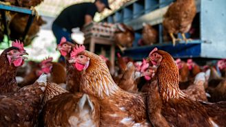What is bird flu—and should we be worried?