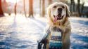 11 Winter Pet Health Hazards to Avoid